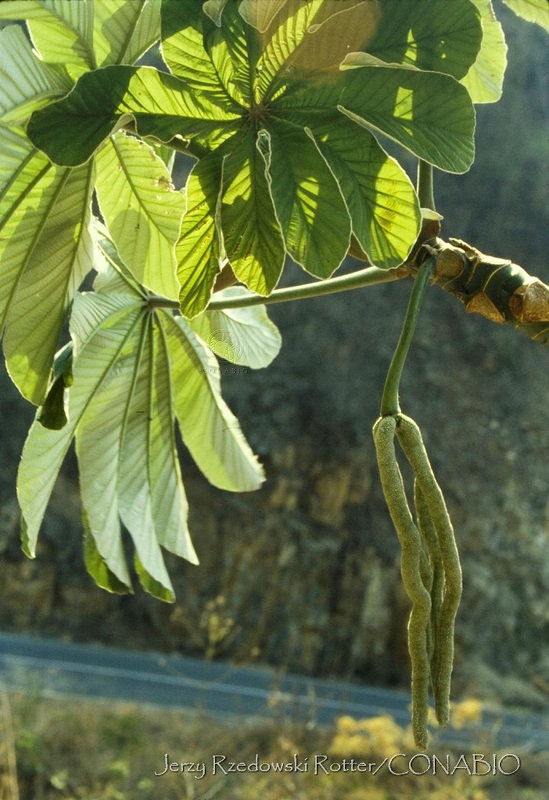 Cecropia obtusifolia guarumbo