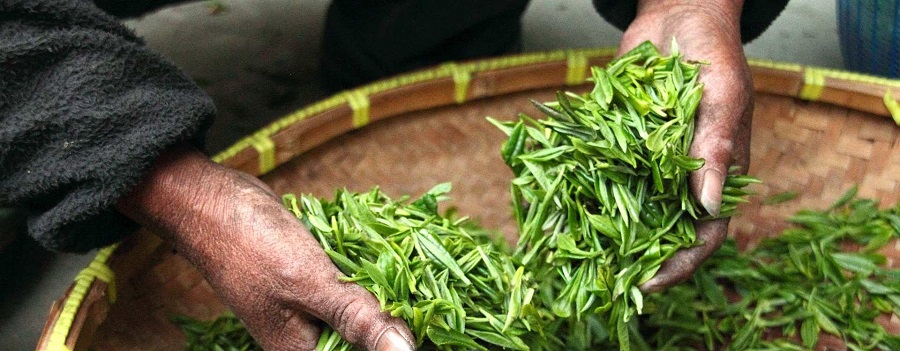 La siembre y cosecha de hoja de té verde