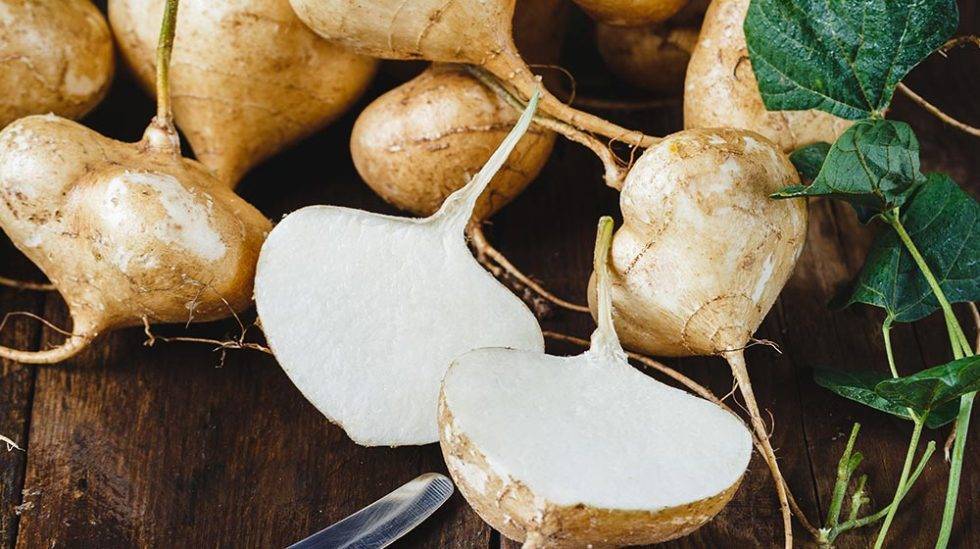 La jícama y su uso medicinal Fitoterapia Campos