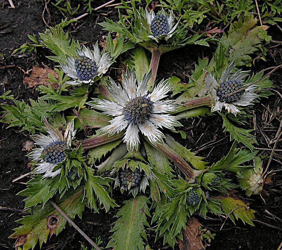 Eryngium carlinae Mex. and cent america