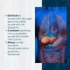 Extracto líquido de Ajenjo / Artemisia absinthium - Imagen 3